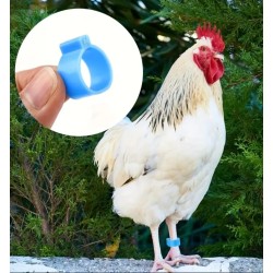 Your Happy Chicken ID Rings - Chicken Identity Rings by Brand
