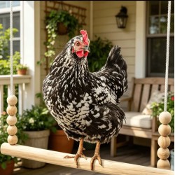 Your Happy Chicken 40cm Wooden Chicken Swing - Swing for Chickens