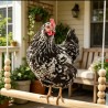 Your Happy Chicken 40cm Wooden Chicken Swing - Swing for Chickens