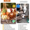 Chicken Vegetable Hanging Net - Keep Your Flock Healthy and Happy