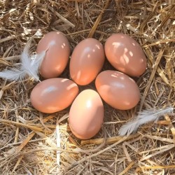 Wooden Hens Eggs - Natural and Rustic Egg Collection Solution