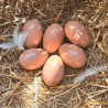 Wooden Hens Eggs - Natural and Rustic Egg Collection Solution