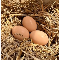 Wooden Hens Eggs - Natural and Rustic Egg Collection Solution