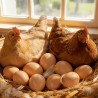 Wooden Hens Eggs - Natural and Rustic Egg Collection Solution