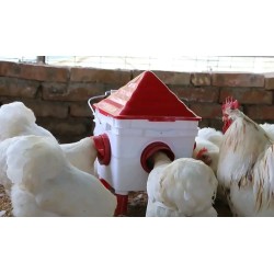 Complete Chicken Feeder and Drinker Set