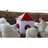 Complete Chicken Feeder and Drinker Set