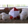 Complete Chicken Feeder and Drinker Set